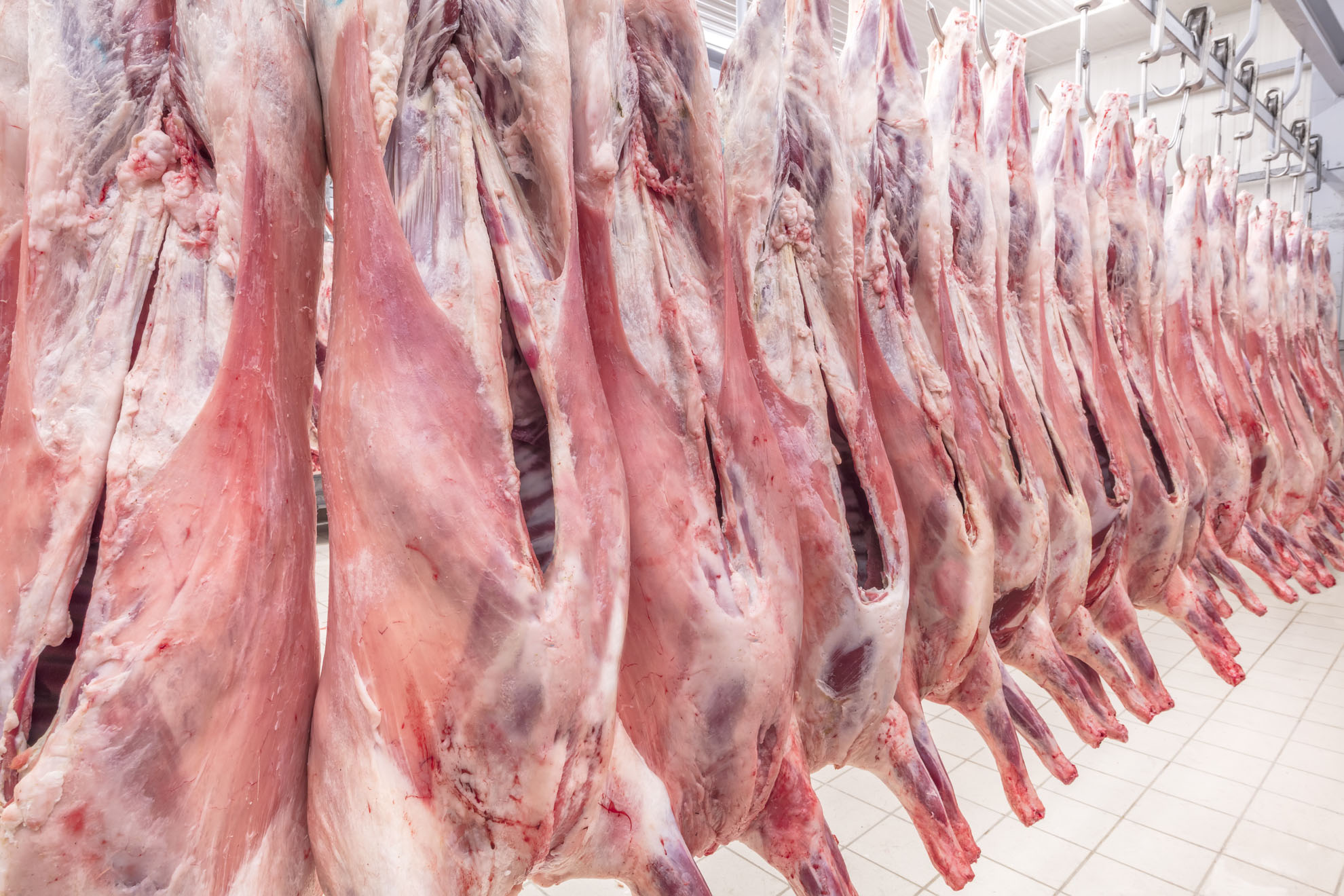 Refrigerated warehouse, hanging hooks of frozen lamb carcasses.Halal Certified   halal cut.